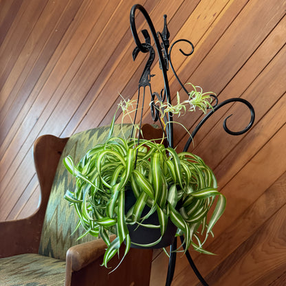 Spider Curly Hanging Basket (Chlorophytum Comosum 'Bonnie') - 8 Inch Indoor Houseplant
