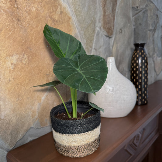 Alocasia Regal Shield (Alocasia Odora x Alocasia Reginula) - 6 Inch Indoor Houseplant