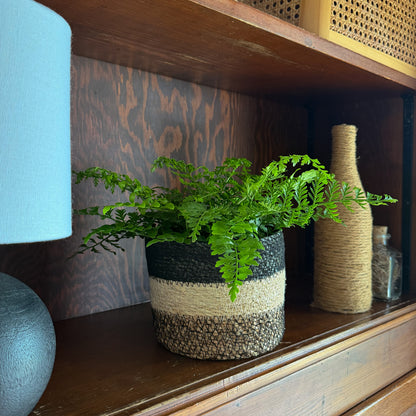 Austral Gem Fern (Doryopteris Cordata) - 6 Inch Indoor Houseplant