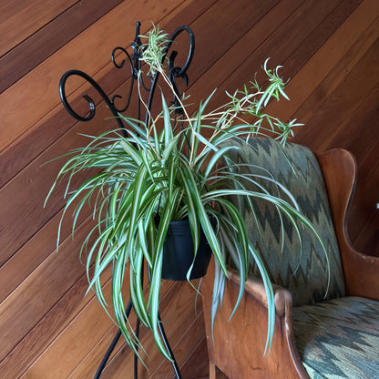 Spider Variegated Hanging Basket (Chlorophytum Comosum 'Vittatum') - 8 Inch Indoor Houseplant