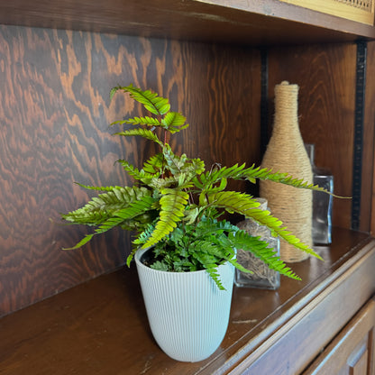 Tri-Color Fern (Pteris Quadriaurita 'Tricolor') - 4 Inch Indoor Houseplant