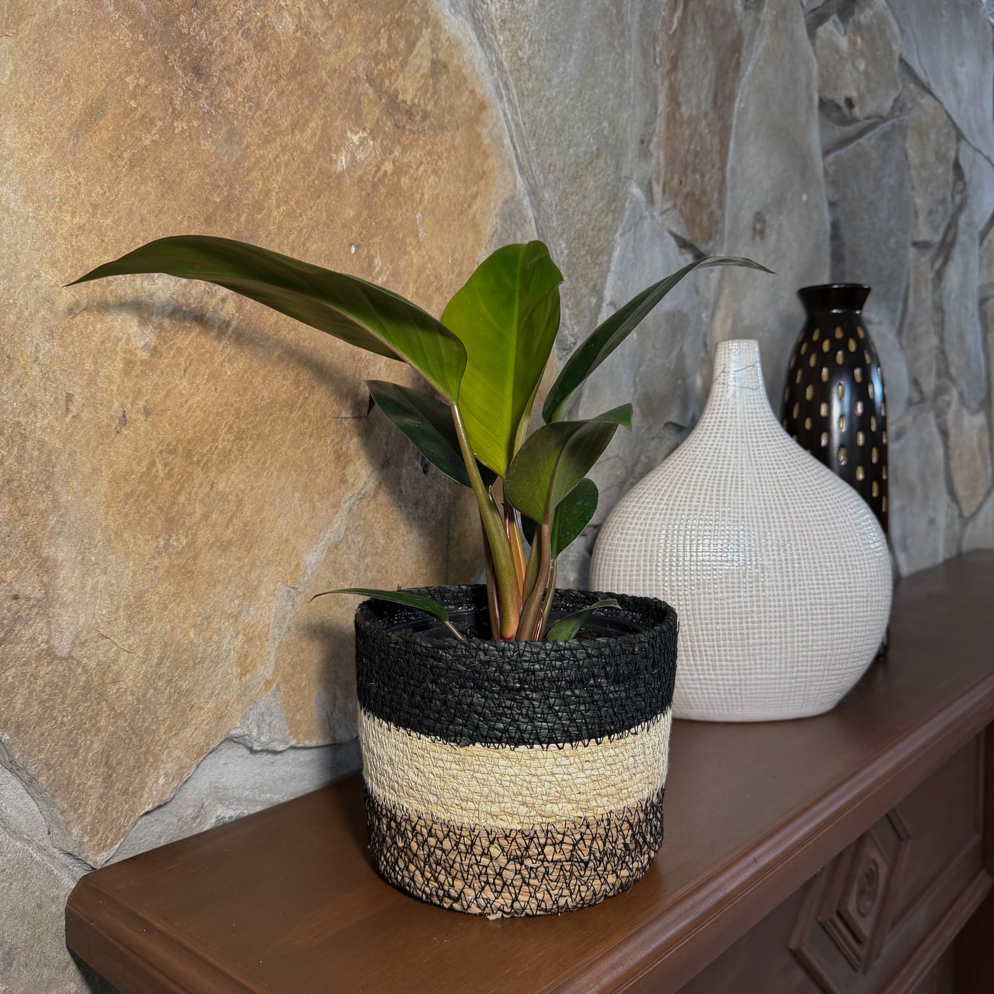 Philodendron Rojo Congo (Philodendron Tatei 'Congo Rojo) - 6 Inch Indoor Houseplant