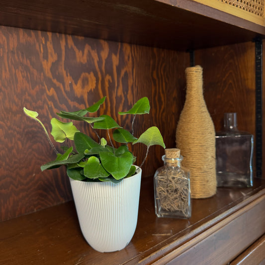 Heart Fern (Hemionitis Arifolia) - 4 Inch Indoor Houseplant