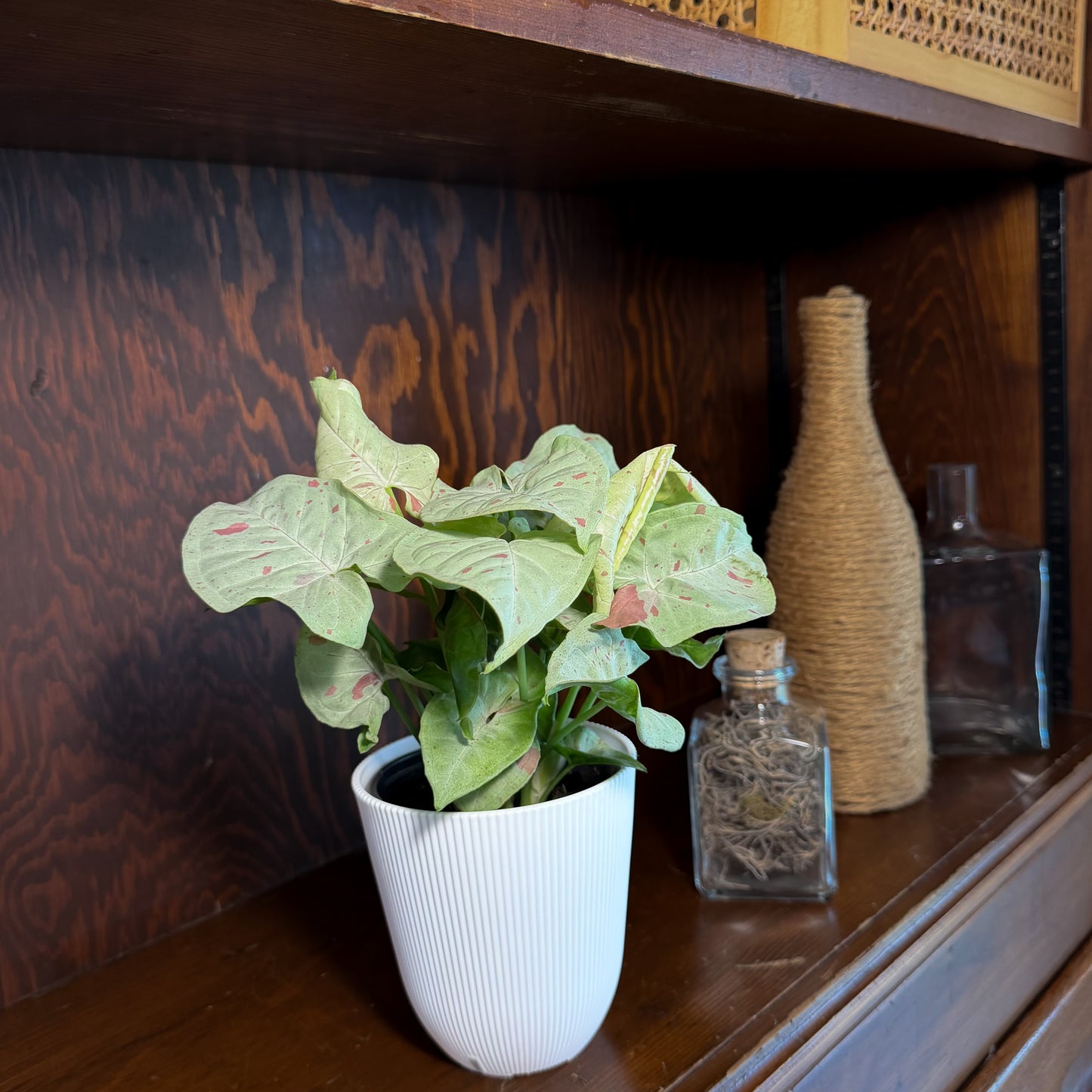 Syngonium Milk Confetti (Syngonium Podophyllum 'Milk Confetti') - 4 Inch Indoor Houseplant