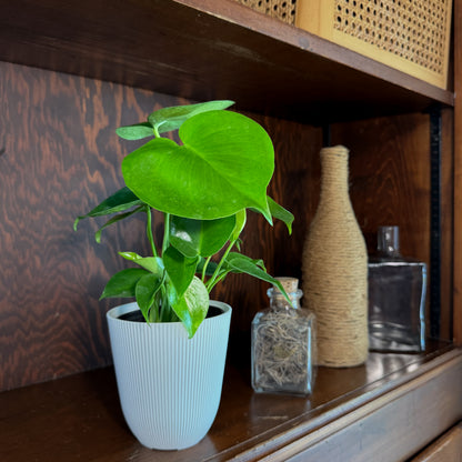 Monstera Deliciosa - 4 Inch Indoor Houseplant