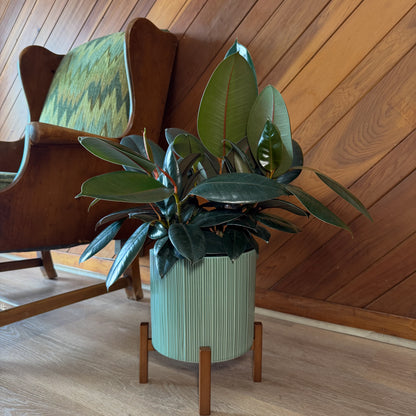 Burgundy Rubber Plant (Ficus Elastica 'Burgundy') - 8 Inch Indoor Houseplant