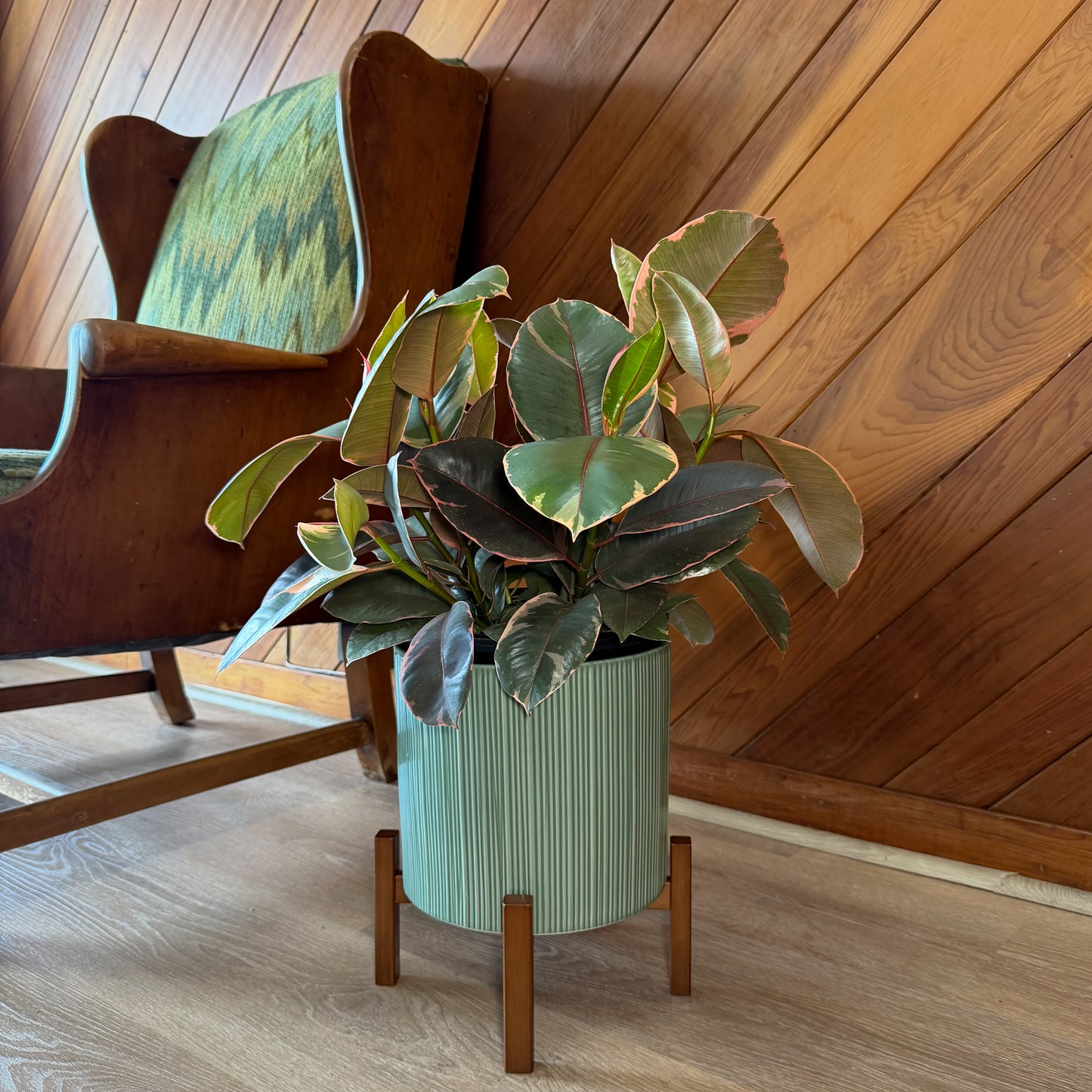 Ruby Rubber Tree (Ficus Elastica�'Ruby') - 8 Inch Indoor Houseplant