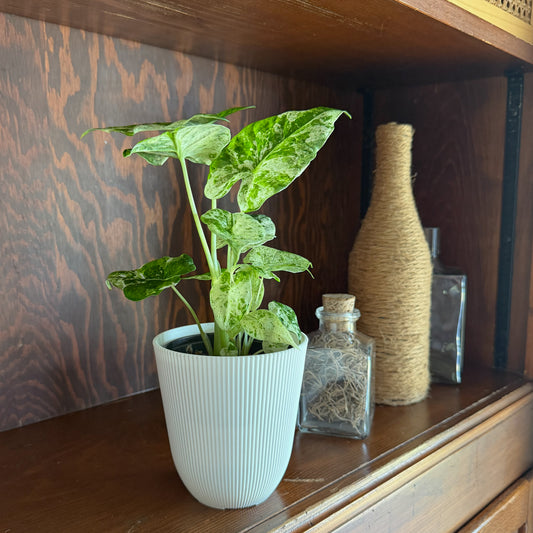 Alocasia Blizzard (Alocasia Odora 'Batik Blizzard') - 4 Inch Indoor Houseplant