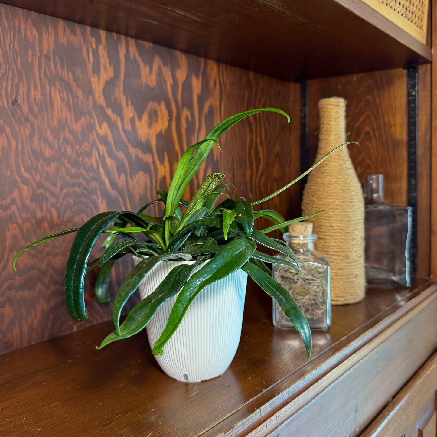 Blue Oil Fern (Microsorum Thailandicum) - 4 Inch Indoor Houseplant
