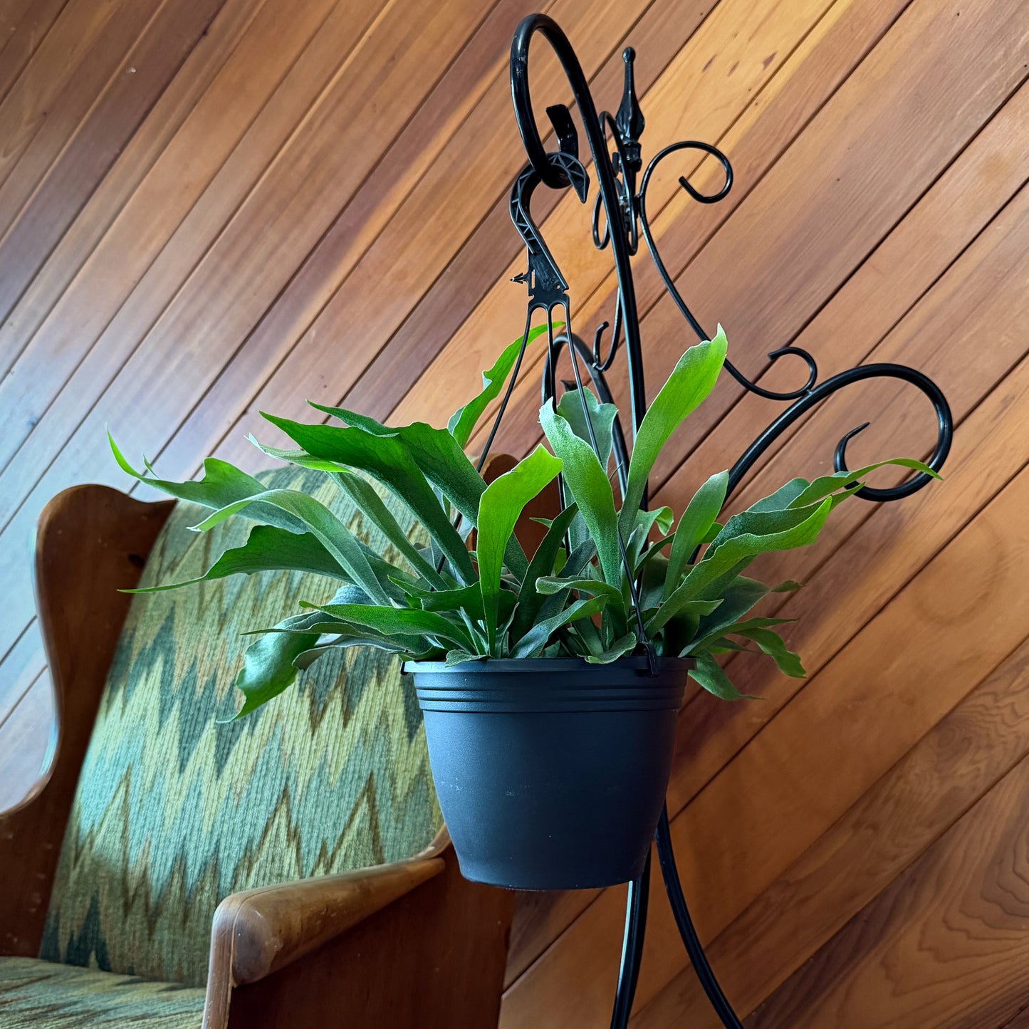 Staghorn Netherlands Fern Hanging Basket (Platycerium Bifurcatum 'Netherlands') - 8 Inch Indoor Houseplant