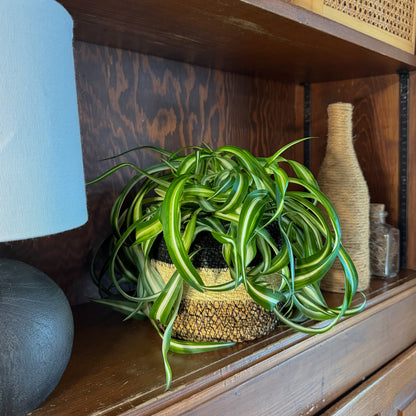 Spider Curly (Chlorophytum Comosum 'Bonnie') - 6 Inch Indoor Houseplant