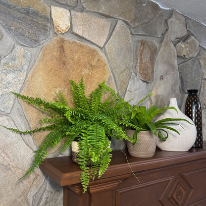 Mystery Ferns 4 Pack - 6 Inch Indoor Houseplants