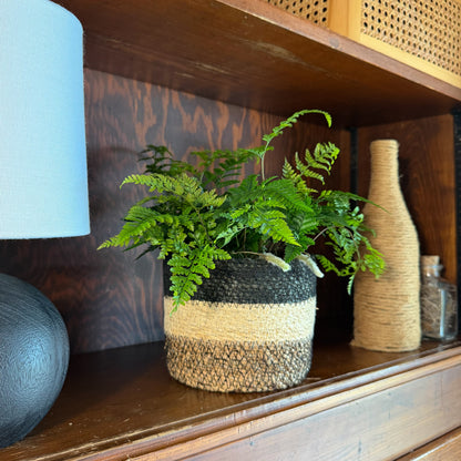 Rabbit Foot Footed Fern (Davallia Fejeensis) - 6 Inch Indoor Houseplant