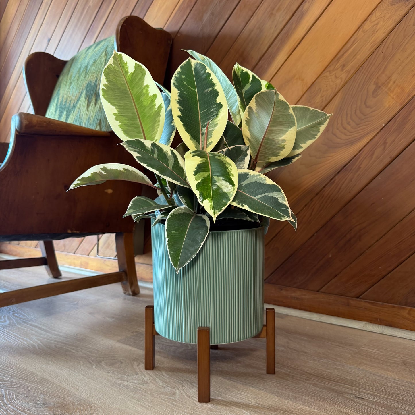 Variegated Rubber Tree (Ficus Elastica 'Tineke') - 8 Inch Indoor Houseplant