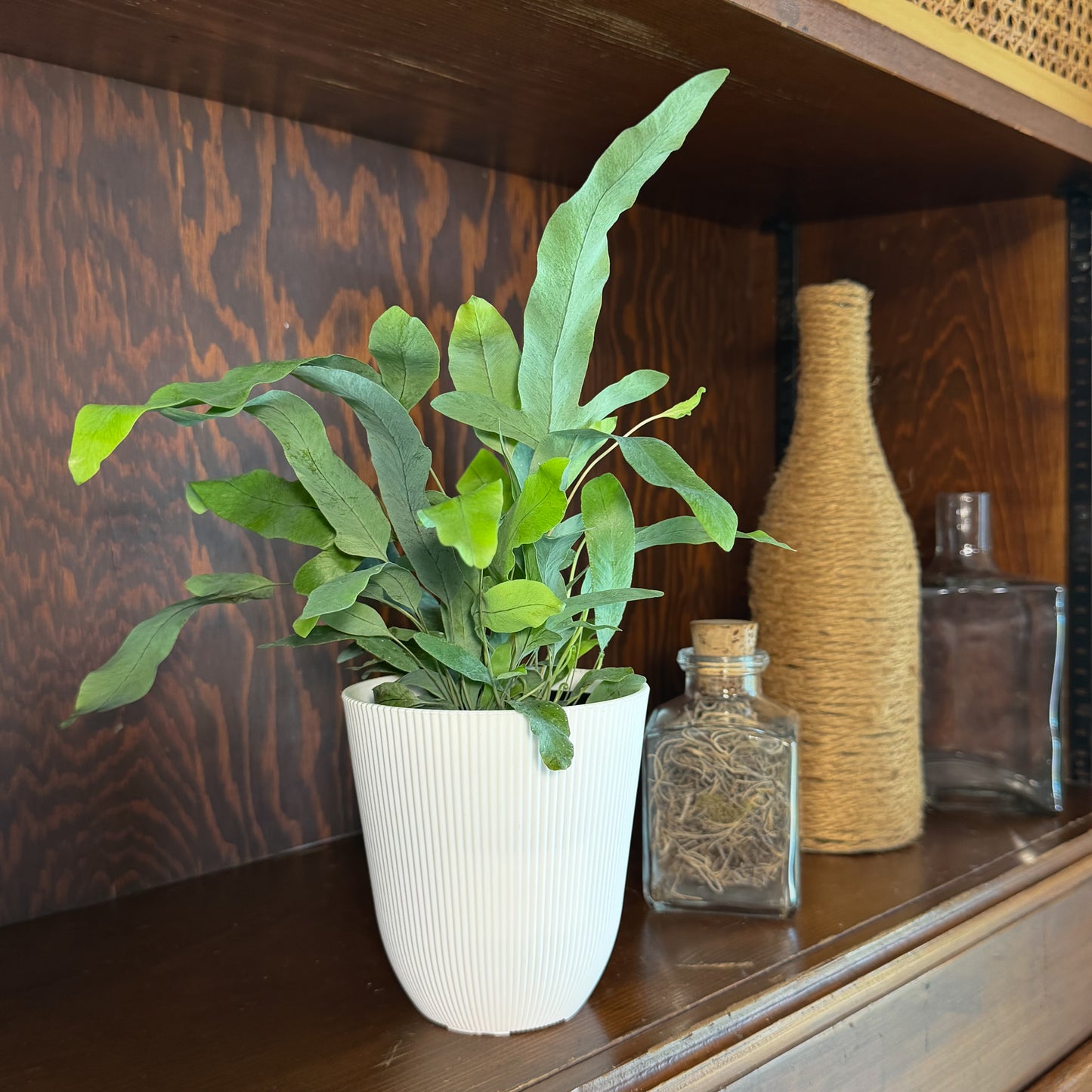 Blue Star Footed Fern (Phlebodium Aureum 'Blue Star') - 4 Inch Indoor Houseplant