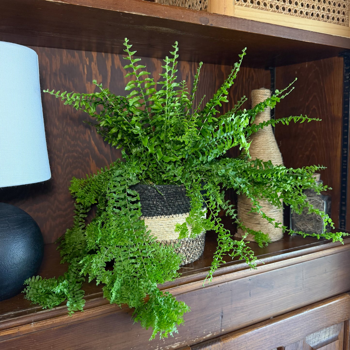 Petticoat Boston Fern (Nephrolepis Exaltata 'Petticoat') - 6 Inch Indoor Houseplant