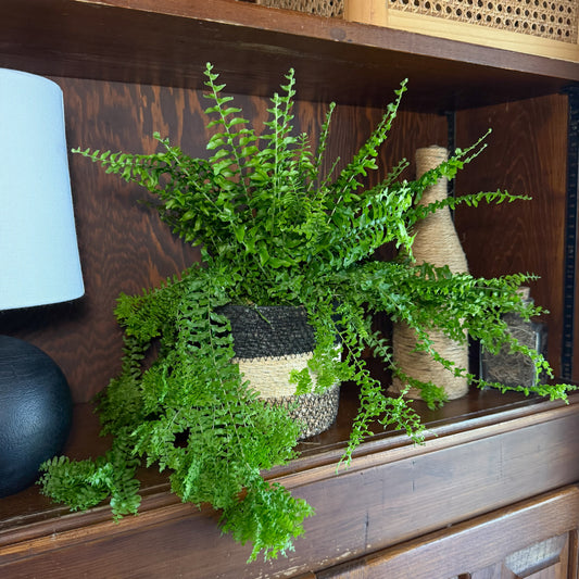 Petticoat Boston Fern (Nephrolepis Exaltata 'Petticoat') - 6 Inch Indoor Houseplant