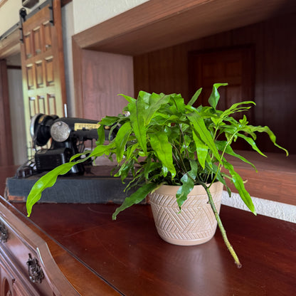 Kangaroo Paw Footed Fern (Phymatosorus Diversifolius) - 6 Inch Indoor Houseplant