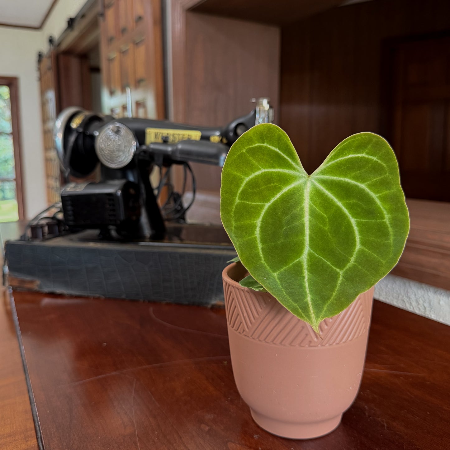Anthurium Clarinervium Hybrid - 4 Inch Indoor Houseplant
