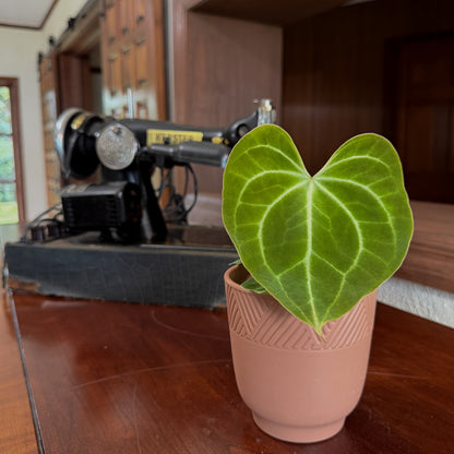 Anthurium Clarinervium Hybrid - 4 Inch Indoor Houseplant