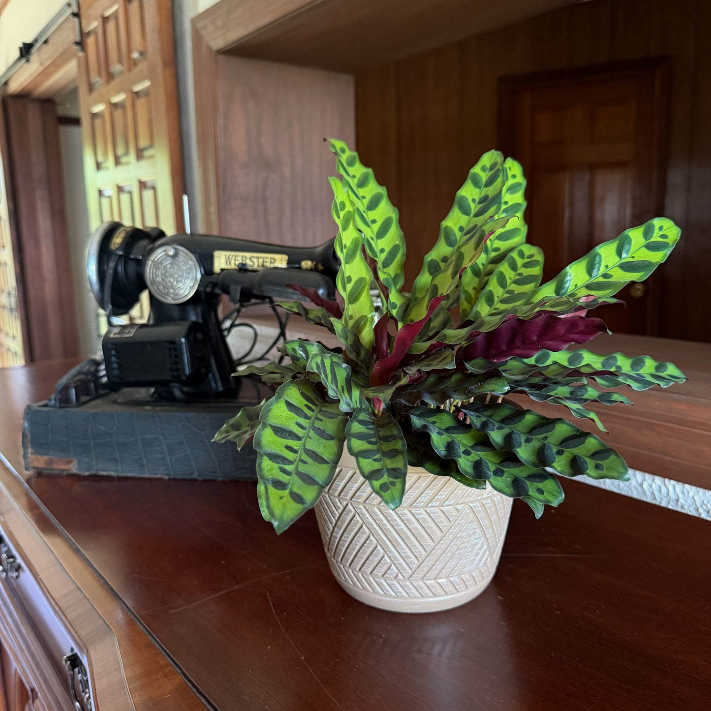 Calathea Rattlesnake (Calathea Lancifolia Goeppertia Insignis) - 6 Inch Indoor Houseplant