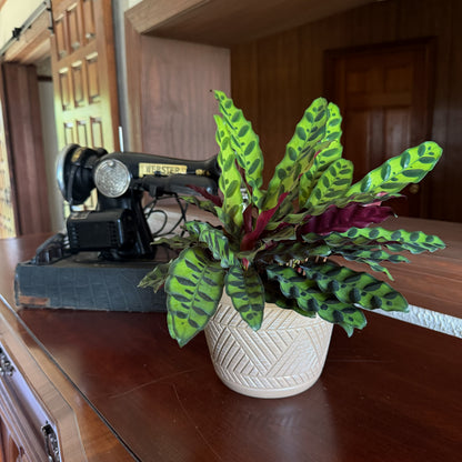 Calathea Rattlesnake (Calathea Lancifolia Goeppertia Insignis) - 6 Inch Indoor Houseplant