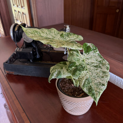 Alocasia Blizzard (Alocasia Odora 'Batik Blizzard') - 6 Inch Indoor Houseplant