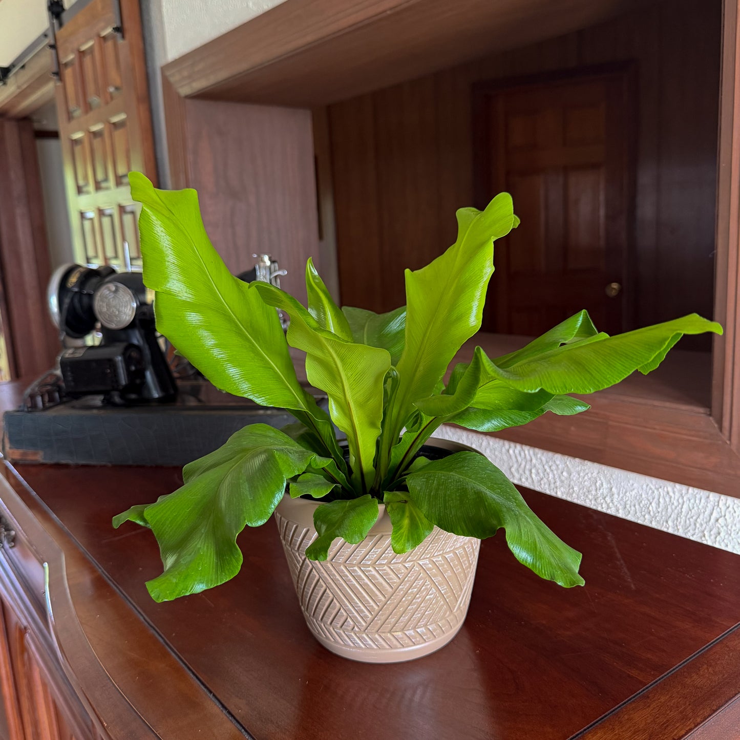 Nidus Bird's Nest Fern (Asplenium Nidus) - 6 Inch Indoor Houseplant