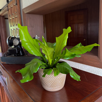 Nidus Bird's Nest Fern (Asplenium Nidus) - 6 Inch Indoor Houseplant