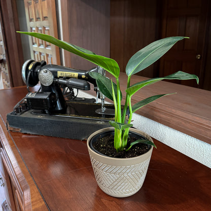 Philodendron Green Congo (Philodendron Tatei 'Congo) - 6 Inch Indoor Houseplant
