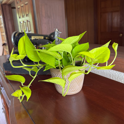 Pothos Neon Hanging Basket (Epipremnum Aureum 'Neon') - 6 Inch Indoor Houseplant