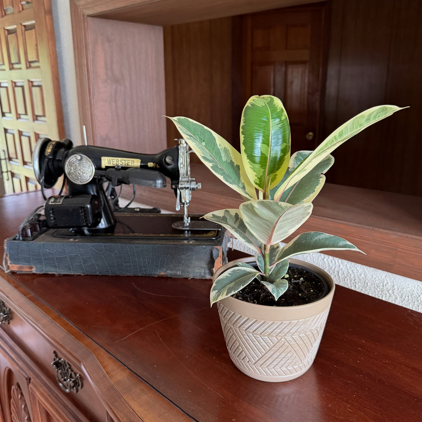 Variegated Rubber Plant (Ficus Elastica 'Tineke') - 6 Inch Indoor Houseplant