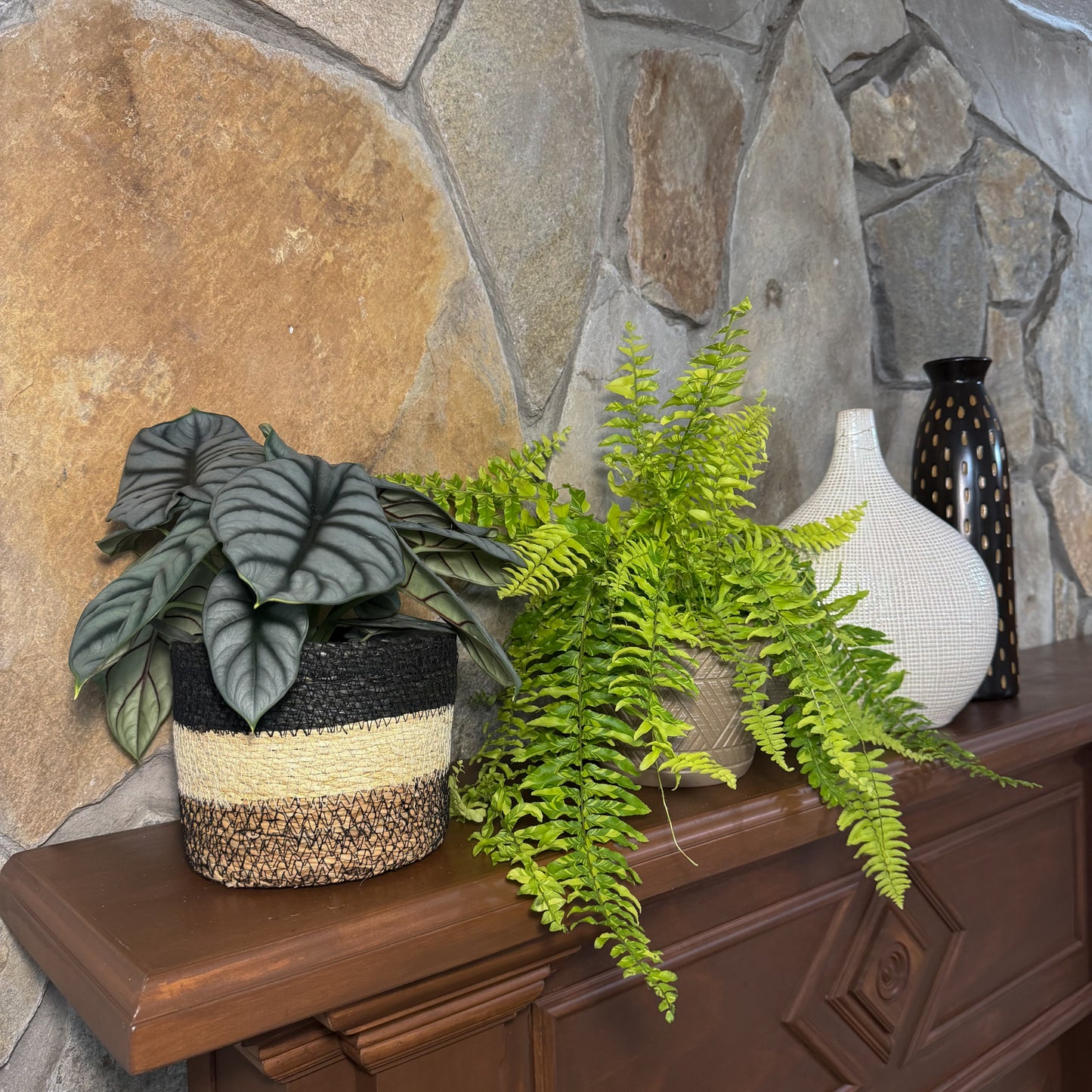 Fern & Foliage Mystery Houseplant 2 Pack - 6 Inch Indoor Houseplants