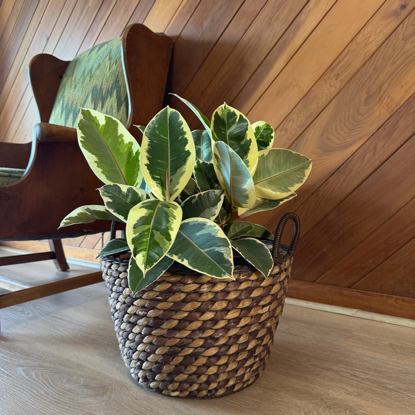 Variegated Rubber Tree (Ficus Elastica 'Tineke') - 8 Inch Indoor Houseplant