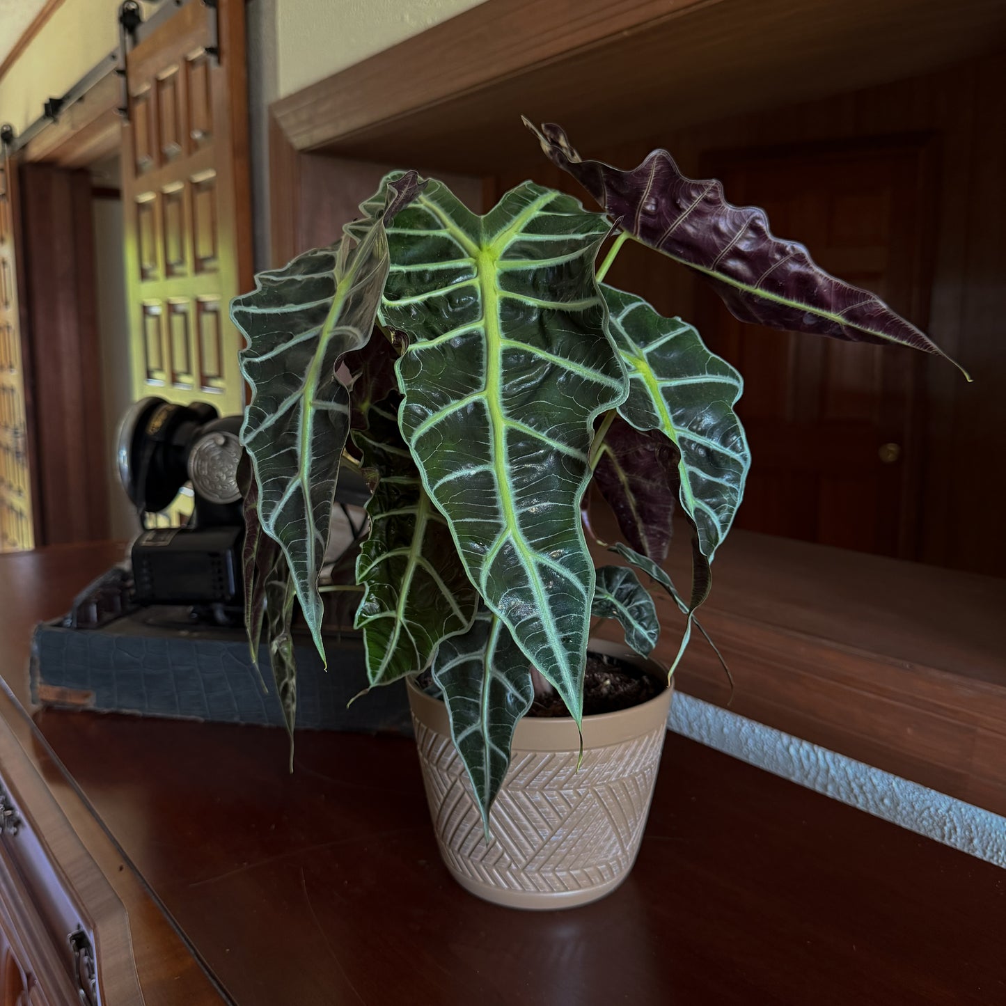 Alocasia Polly (Alocasia x Amazonica 'Polly') - 6 Inch Indoor Houseplant