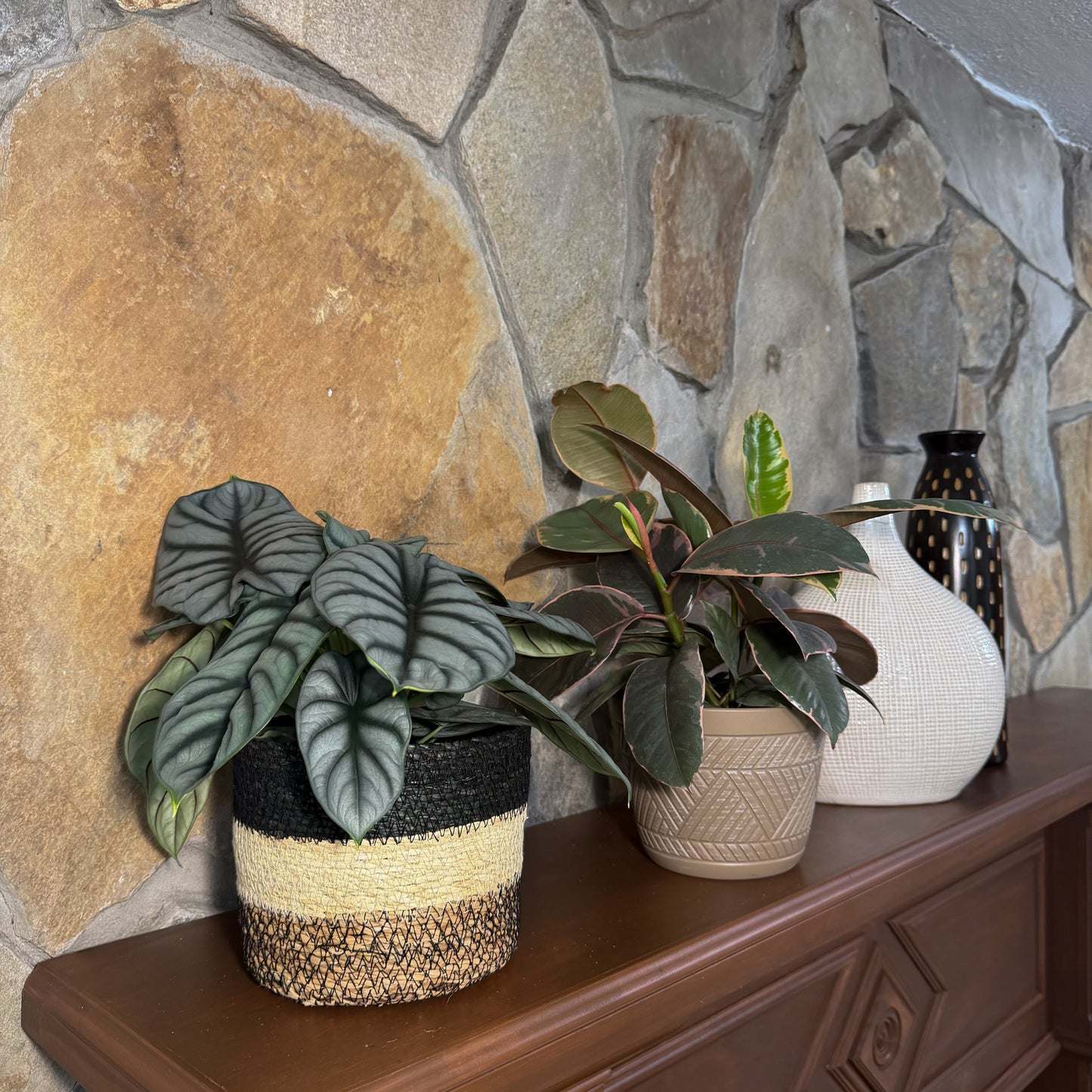 Mystery Foliage 2 Pack - 6 Inch Indoor Houseplants