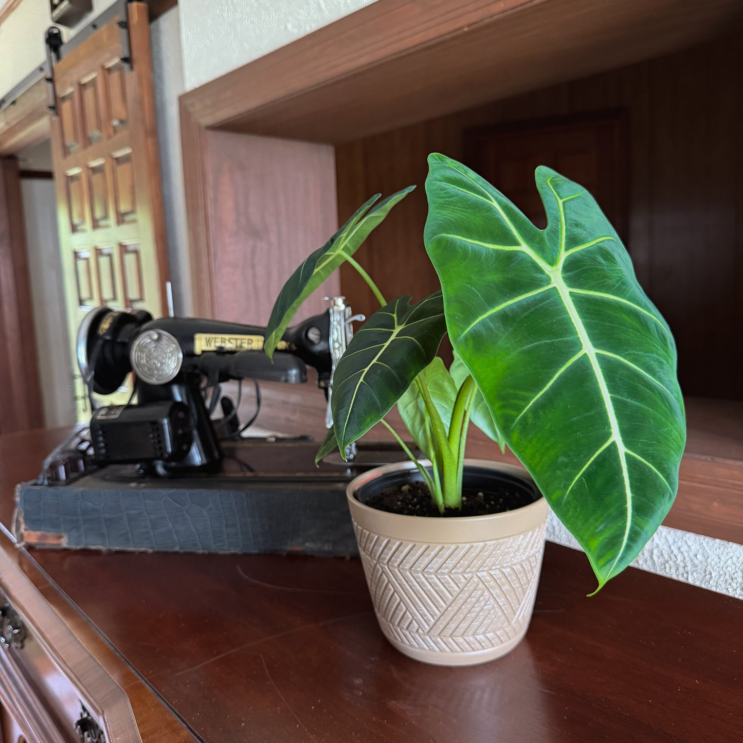 Alocasia Frydek (Alocasia Micholitziana 'Frydek') - 6 Inch Indoor Houseplant