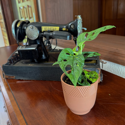 Swiss Cheese Plant (Monstera Adansonii 'Wide Form') - 4 Inch Indoor Houseplant