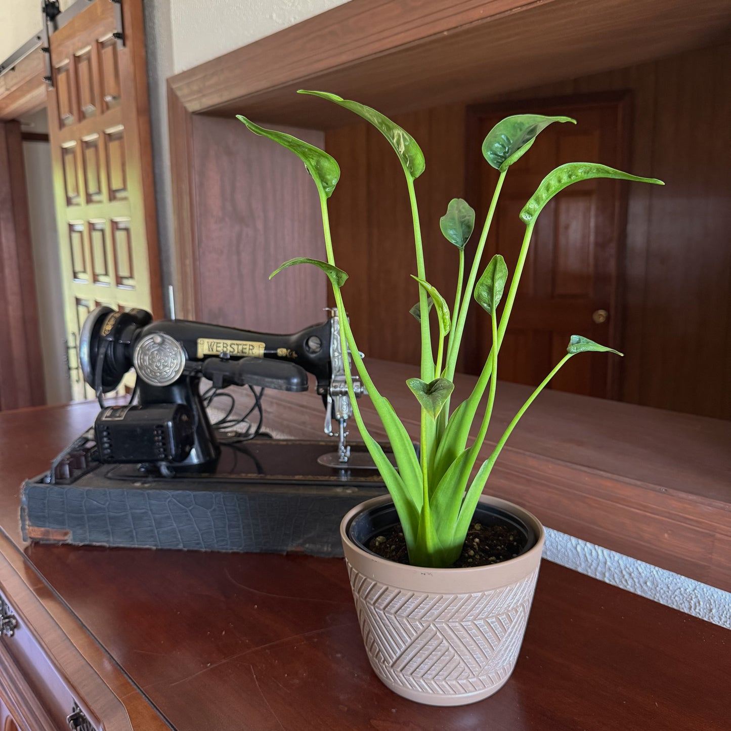 Alocasia Tiny Dancer (Alocasia Brisbanensis x Alocasia Odora 'Tiny Dancer') - 6 Inch Indoor Houseplant