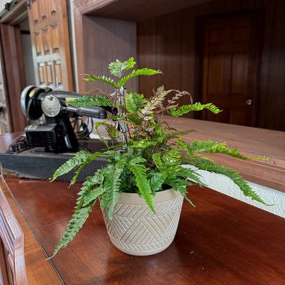Tri-Color Fern (Pteris Quadriaurita 'Tricolor') - 6 Inch Indoor Houseplant