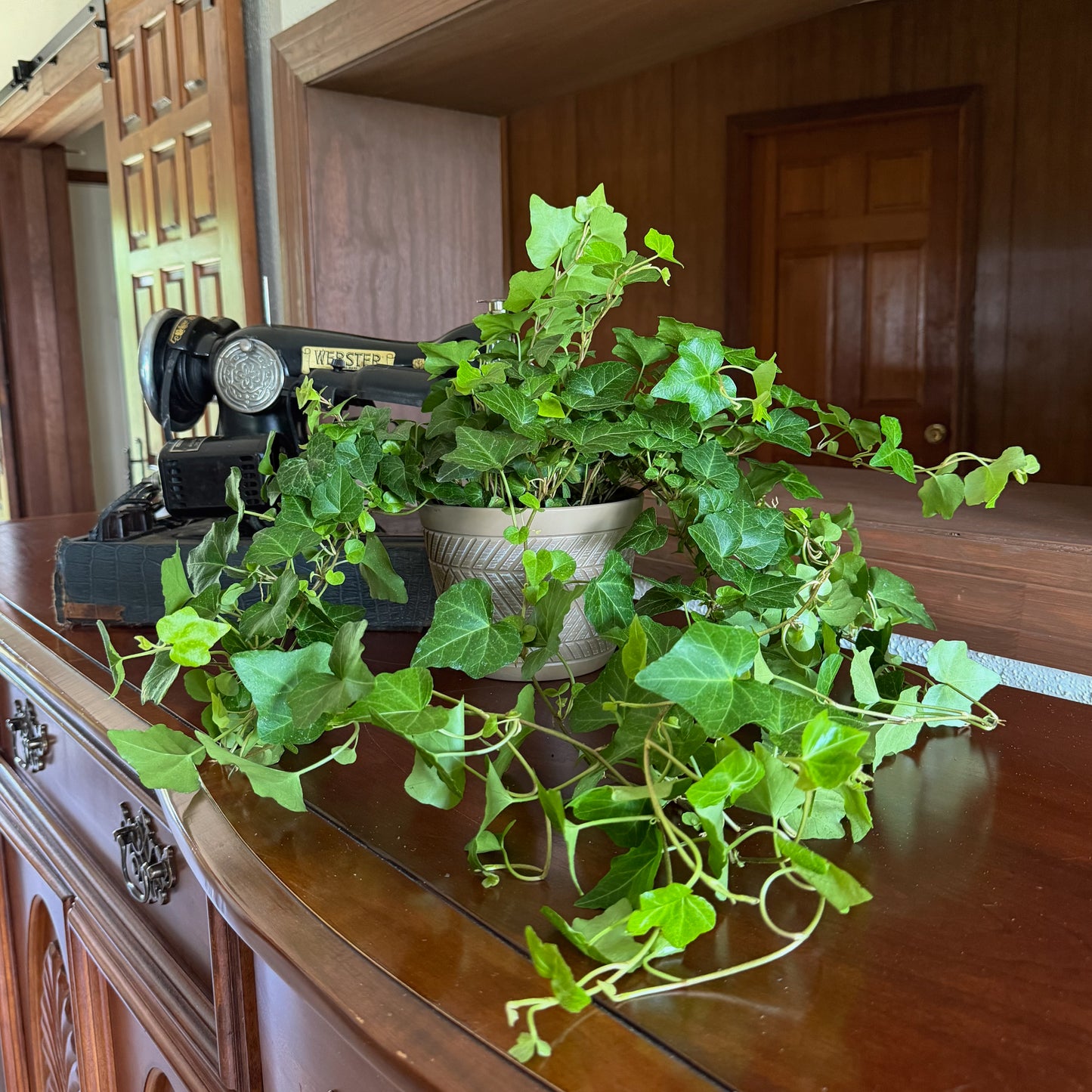 Green Ivy (Hedera Helix) - 6 Inch Indoor Houseplant