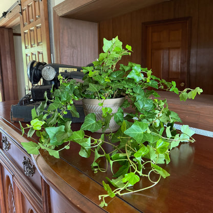 Green Ivy (Hedera Helix) - 6 Inch Indoor Houseplant