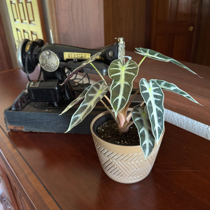 Alocasia Bambino (Alocasia Amazonica 'Bambino') - 6 Inch Indoor Houseplant