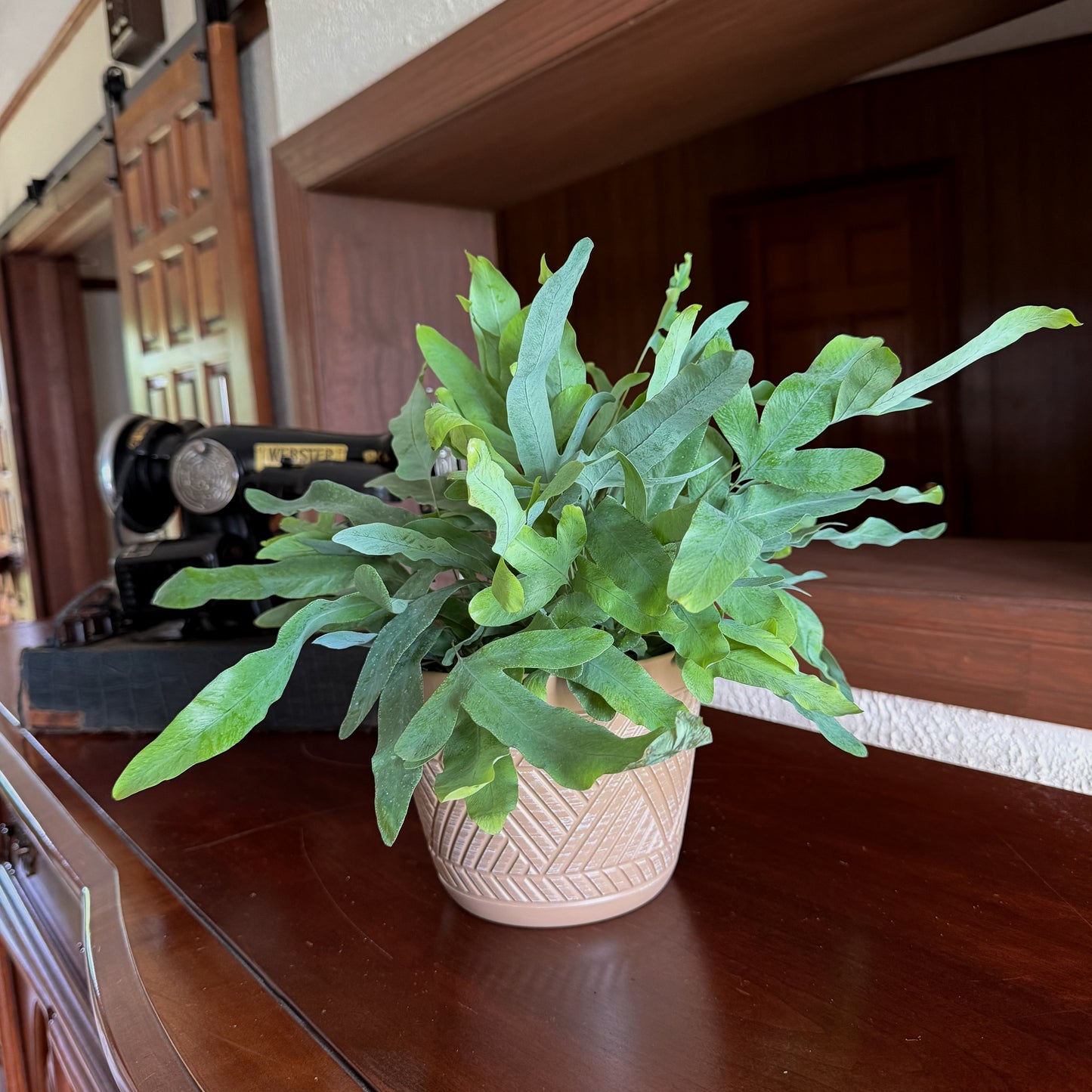 Blue Star Footed Fern (Phlebodium Aureum 'Blue Star) - 6 Inch Indoor Houseplant