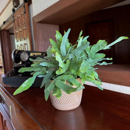 Blue Star Footed Fern (Phlebodium Aureum 'Blue Star) - 6 Inch Indoor Houseplant