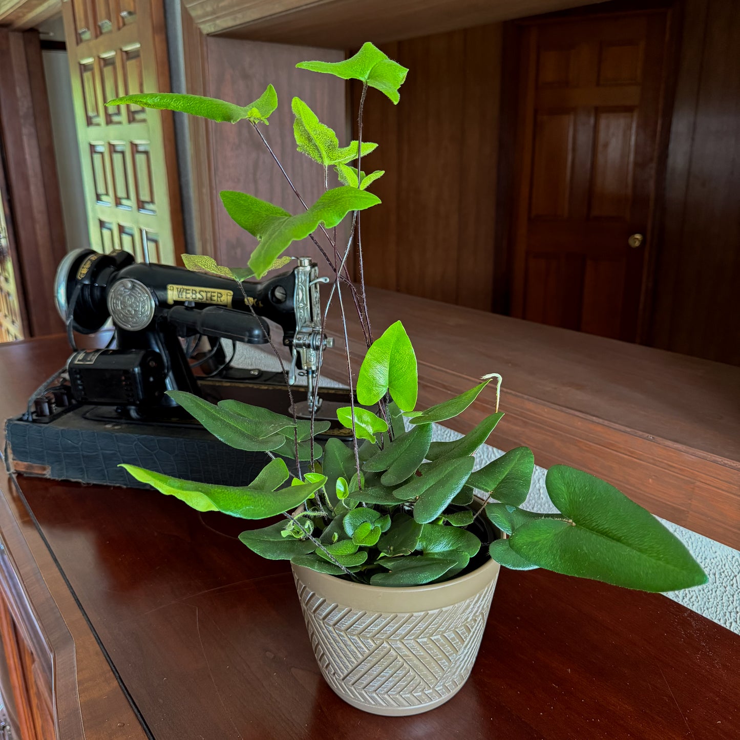 Heart Fern (Hemionitis Arifolia) - 6 Inch Indoor Houseplant