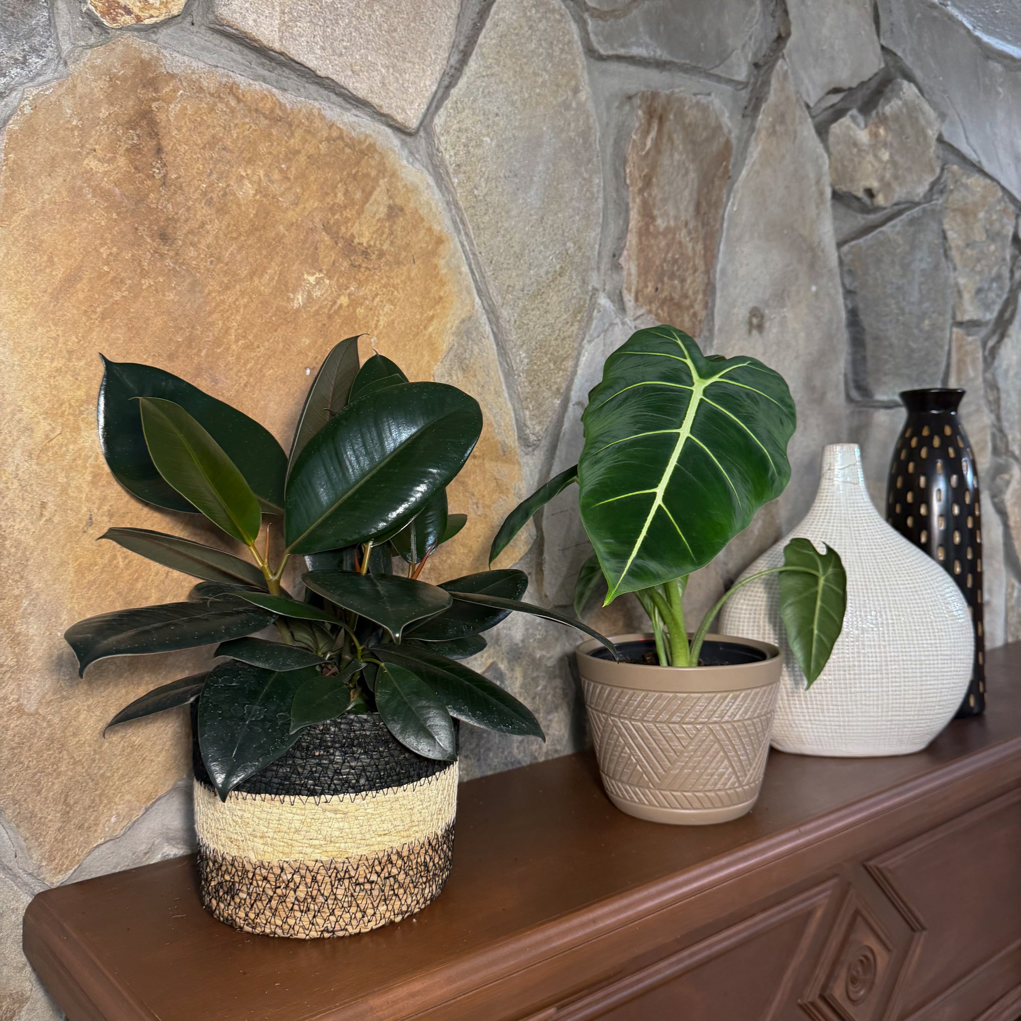 Mystery Foliage 4 Pack - 6 Inch Indoor Houseplants