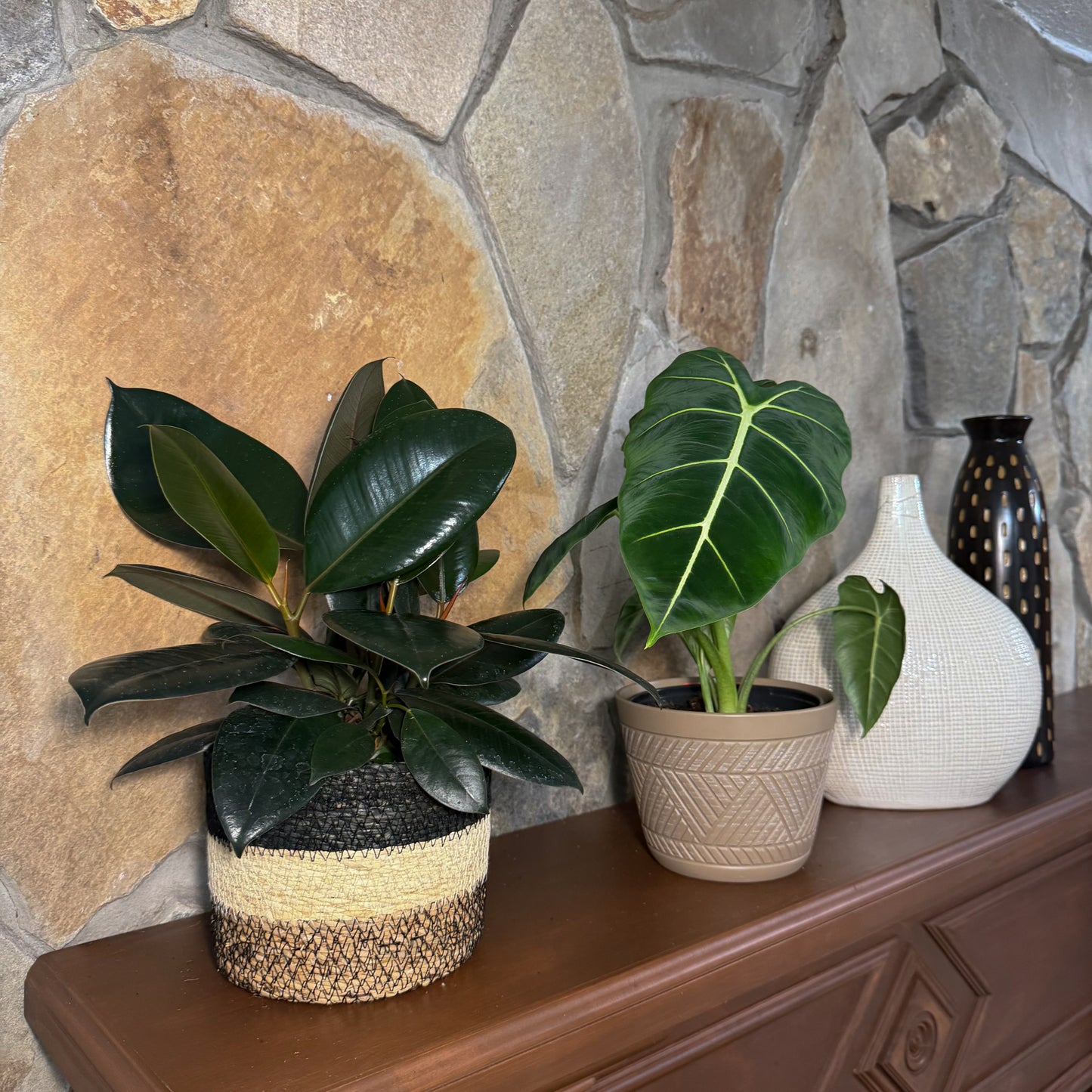Mystery Foliage 4 Pack - 6 Inch Indoor Houseplants