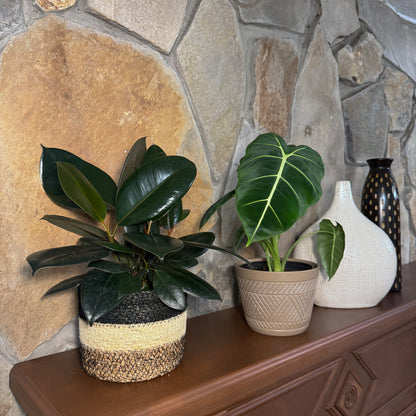 Mystery Foliage 4 Pack - 6 Inch Indoor Houseplants
