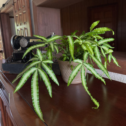 Silver Ribbon Fern (Pteris Cretica 'Albolineata') - 6 Inch Indoor Houseplant